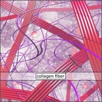 alpha gel collagen membentuk serat collagen